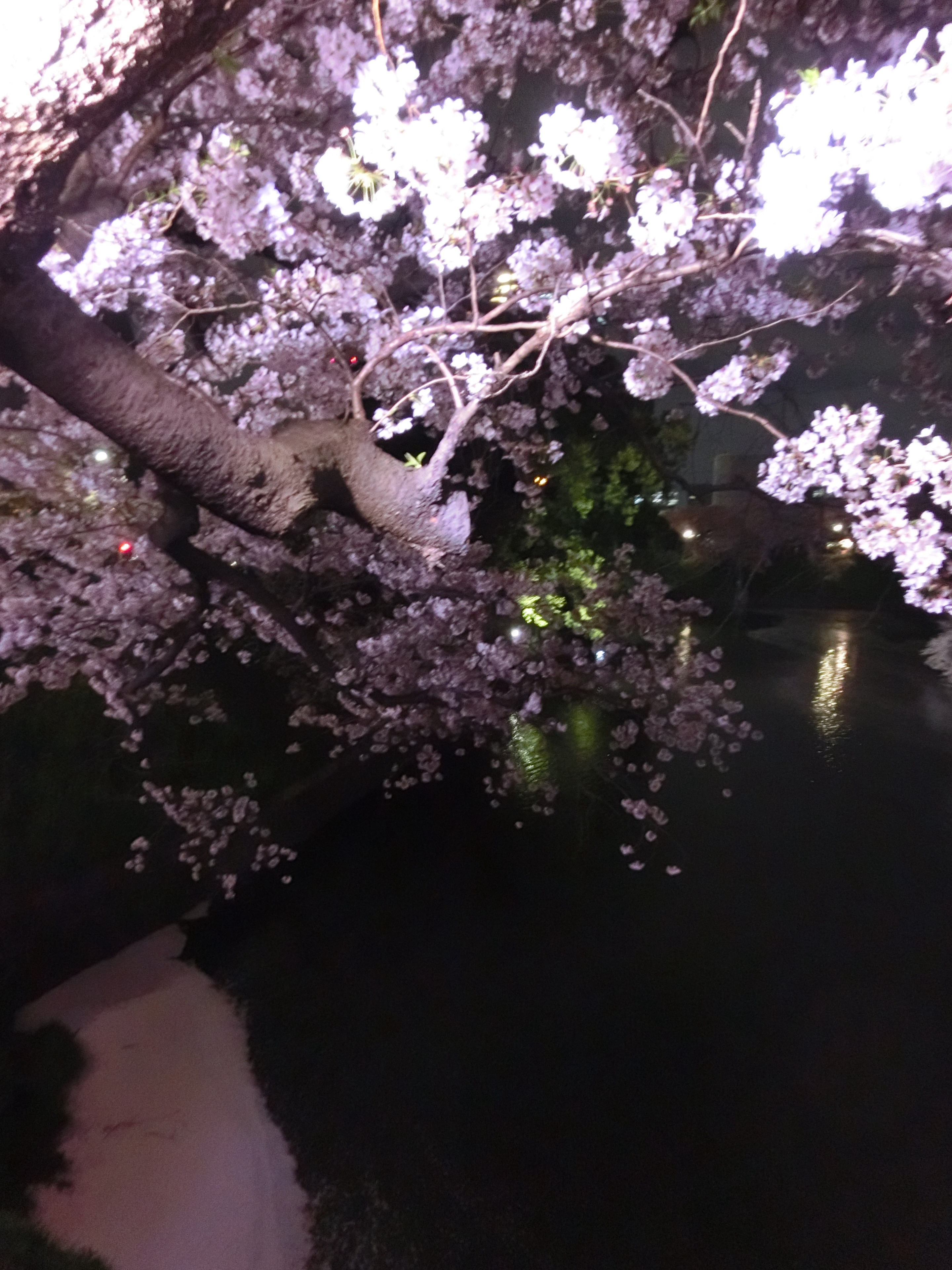 九段桜２